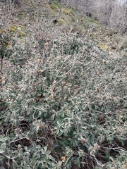 Cistus tauricus