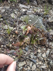 Teesdalia coronopifolia