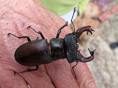 Lucanus cervus
