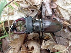 Lucanus cervus