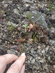 Teesdalia coronopifolia