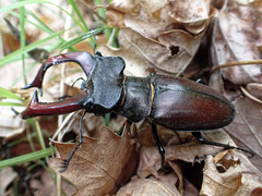 Lucanus cervus