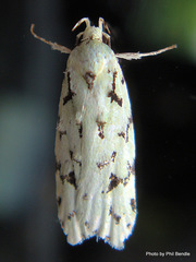 Izatha peroneanella