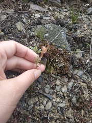 Teesdalia coronopifolia