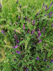 Vicia villosa