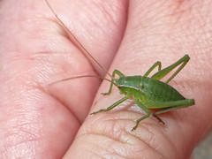 Isophya pyrenaea
