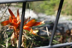 Aloe nubigena