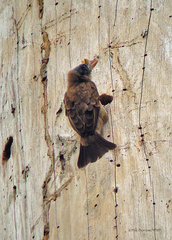 Gymnobucco peli