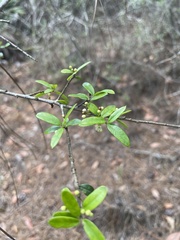 Ilex myrtifolia