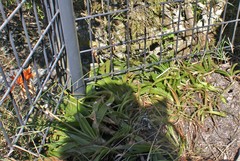Aloe nubigena