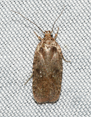 Agonopterix clemensella