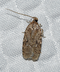 Agonopterix curvilineella
