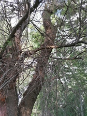 Tamarix gallica