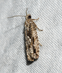 Gretchena delicatana