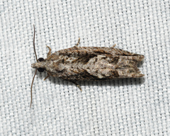 Gretchena delicatana