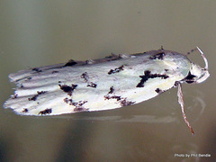 Izatha peroneanella