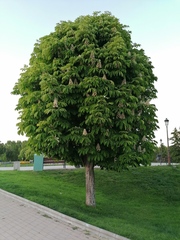 Aesculus hippocastanum