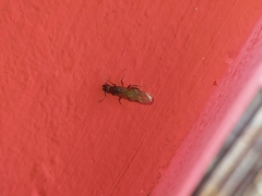 Formicidae
