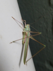 Polichne