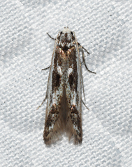 Blastodacna