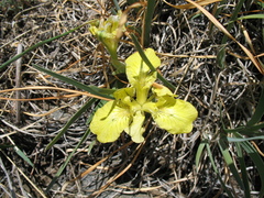 Iris potaninii