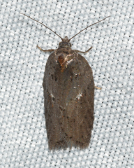 Acleris busckana