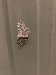 Hypomecis umbrosaria