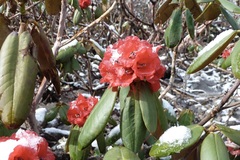 Rhododendron fulgens