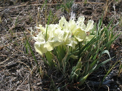 Iris potaninii