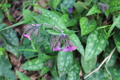 Pulmonaria affinis