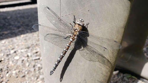 California Darner photo 6