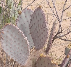 Opuntia santa-rita