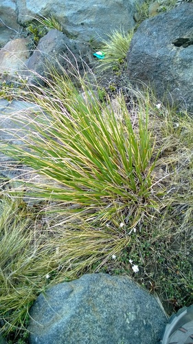 Chionochloa pallens ssp. pallens