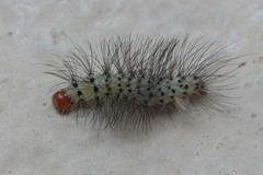 Leucotmemis nexa