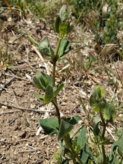 Mirabilis multiflora