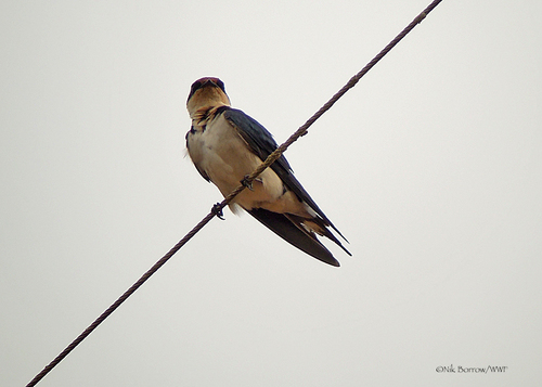 Ethiopian Swallow