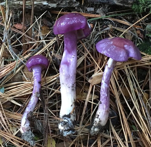 Cortinarius magellanicus Speg.