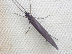 Uenoidae