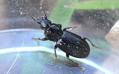 Pterostichus diligens