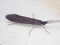 Uenoidae