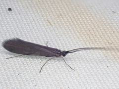 Uenoidae