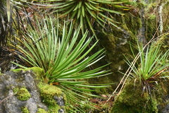 Agave gracielae