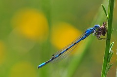 Enallagma cyathigerum