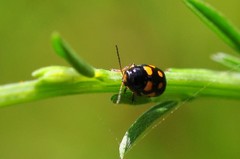 Cryptocephalus crassus
