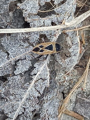 Xanthochilus saturnius