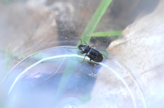Pterostichus diligens