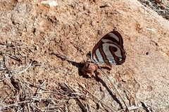 Dynamine aerata