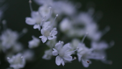 Chaerophyllum hirsutum