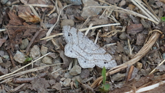 Trigrammia quadrinotaria