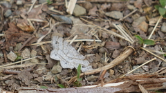 Trigrammia quadrinotaria